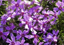 16.05.2005 WARSZAWA PHLOX SUBULATA PLOMYK SZYDLASTY FLOKS BYLINA ROSLINA NA SKALNIAK KOLOR ROZOWY FIOLETOWY FOT. ZIEMOWIT WARDECKI / AGENCJA GAZETA ZW DVD005