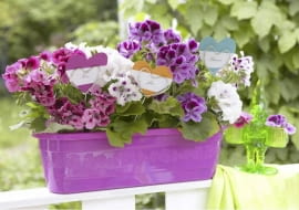 Pflanzensticker in Herzform in lila Geranienkasten SLOWA KLUCZOWE: Balkon Balkonblume Balkonblumen Balustrade Blume Blumenkasten Blumenkästen Blumensticker Dekoration Geländer Geranie Geranien Herz Herzen Holzstab Holzstäbchen Idee Pelargonium Pflanzensticker Sommer Sommerbalkon Sommerblume Sommerterrasse Sticker Sticks Terrasse floral lila violett Niemand *** Local Caption *** 00096541