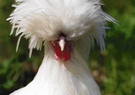 KOGUT RASA BIALOCZOB POLSKI BIALY KURA PTAK ZWIERZE DROB OZDOBNY FOT. WLADYSLAW KWIATKOWSKI PUBLIKACJA KWIETNIK NR 8 (104) - 8.2003 SLOWA KLUCZOWE: PTAKI ROLNICTWO ZDJĘCIE DO WKŁADKI: PUBLIKACJA KWIETNIK NR 8 (104) - CZASOPISMA