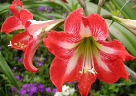 Wikimedia Commons/Bill Murray