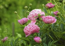 Aby piwonia kwitła obficie, trzeba posadzić ją niezbyt głęboko w żyznej ziemi i regularnie podlewać.