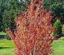 Na stanowiskach mocno nasłonecznionych, grójeczniki w drugiej połowie lata przebarwiają się na ceglastoróżowy kolor. W takich miejscach rosną jednak słabiej niż w zacisznym cieniu wysokich drzew.