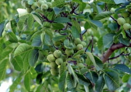W środku lata można bezpiecznie przyciąć gałęzie orzecha, nie obawiając się, że z ran będzie kapać sok. Do jesieni rany się zabliźnią.