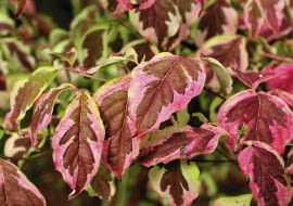 Dereń biały 'Sibirica Variegata'