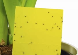 Żółte lepy eliminują sporą część latających form ziemiórek, ale oprócz nich trzeba zastosować też inne sposoby.