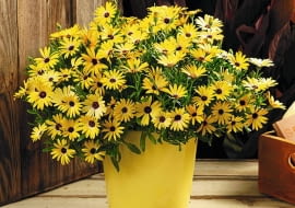 Najwięcej wspaniałych nowych odmian pojawia się zwykle wśród roślin balkonowych. Nic dziwnego. To przecież kwiaty dla tych, którzy lubią częste zmiany i chcą, żeby ich balkon zwracał uwagę i budził zazdrość. <BR />ROŚLINY BALKONOWE. Symphony, osteospermum, rośnie szybko, ładnie się rozkrzewia i kwitnie obficie przez cały sezon.