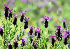 Kwiatostany lawendy francuskiej dorastają do 40-50cm wysokości