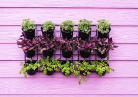 Jasnoróżowy kolor tła wspaniale kontrastuje z ciemną zielenią.