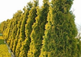 ONE TIME USE ONLY DO JEDNORAZOWEGO UZYCIA