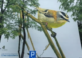 Ptasie murale na osiedlu Na Kozłówce - Zniczek