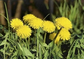 MNISZEK LEKARSKI TARAXACUM OFFICINALE CHWAST ROSLINA UZYTKOWA FOT. LILIANNA SOKOLOWSKA SLAJD MALY PUBLIKACJA KWIETNIK NR 7 (127) - 7.2005 SLOWA KLUCZOWE: ROSLINY KWIATY ZDJĘCIE DO WKŁADKI: PUBLIKACJA KWIETNIK NR 7 (127) - CZASOPISMA