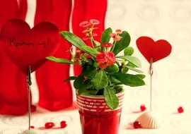 03.03.2008 WARSZAWA WNETRZA ROSLINA DONICZKOWA NA DZIEN MATKI - WILCZOMLECZ LSNIACY W OZDOBNEJ DONICZCE DLA CZASOPISMA BUKIETY FOT. ARKADIUSZ SCICHOCKI / AGENCJA GAZETA PUBLIKACJA BUKIETY NR 1 (44) - WIOSNA 2009