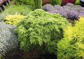 10.09.2008 WARSZAWA ROSLINY OKAZY SYLWETKI DLA MIESIECZNIKA OGRODY SZKOLKA KRZEWOW I DRZEW OZDOBNYCH SZYMANOWSKI NZ.ROSLINY DRZEWA CHOINA KANADYJSKA ' YEDDELOH ' FOT. WOJCIECH SURDZIEL / AGENCJA GAZETA PUBLIKACJA OGRODY NR 1 (117) - 1 2009 PUBLIKACJA LADNY DOM NR 11 (145) - 11 2010 SLOWA KLUCZOWE: ROSLINY DRZEWA ZDJĘCIE DO WKŁADKI: PUBLIKACJA OGRODY NR 1 (117) - CZASOPISMA