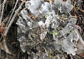 Plecha pawężnicy węgierskiej jest z wierzchu ciemna, a od spodu biała. Rozpościera się płasko na ziemi.