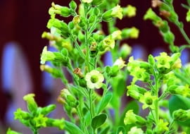 Tytoń bakun wysiewamy w marcu na parapecie. Rozsadę sadzimy w ogrodzie w maju.