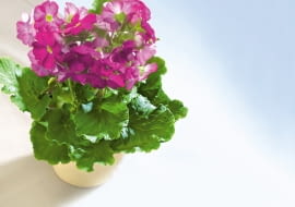 23.01.2008 WARSZAWA SESJA KWIATY WE WNETRZU NZ PIERWIOSNEK KUBKOWATY PRIMULA OBCONICA ' PURPLE IMPROVED ' STYLIZACJA ANETA KOSIBA DLA CZASOPISMA KWIETNIK FOT. ARKADIUSZ SCICHOCKI / AGENCJA GAZETA PUBLIKACJA KWIETNIK NR 4 (160) - 4 2008