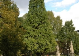 Dąb szypułkowy Quercus robur 'Fastigiata'