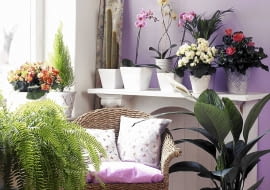 Einblatt, Hibiscus, Begonie, Palme, Orchideen, Kaktus, Zypresse, Schwertfarn SLOWA KLUCZOWE: Aufmacher Begonie Begonien Bl´te Einblatt Einbl tter Einrichtung Farn Farne Hibiscus Hibiskus Kakteen Kaktus Korbsessel Korbstuhl M^bel Orchidee Orchideen Palme Palmen Pflanze Pflanzen Pflege Regal Schwertfarn Schwertfarne Tipps Topfpflanze Topfpflanzen Umziehen Umzug Verpacken Wohnen Wohnen mit Pflanzen Zimmerpflanze Zimmerpflanzen Zypresse Zypressen hell umziehen wohnen <bertopf <bert^pfe Querformat