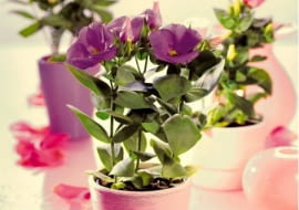 25.08.2009 ARANZACJA KWIATOW KWIETNIK STYLIZACJA JOANNA WOYDA FOT. AGATA JAKUBOWSKA / AGENCJA GAZETA