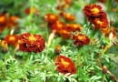 Aksamitka (Tagetes)