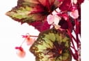 24.10.2007 WARSZAWA SESJA KWIATY BEGONIE NA ZDJECIU BEGONIA KROLEWSKA KWIATY DLA CZASOPISMA KWIETNIK FOT. ARKADIUSZ SCICHOCKI / AGENCJA GAZETA PUBLIKACJA KWIETNIK NR 1 (157) - 1 2008 PUBLIKACJA MAGNOLIA NR 11 (7) - 11 2012 SLOWA KLUCZOWE: ROSLINY KWIATY ZDJcCIE DO WKüADKI: PUBLIKACJA KWIETNIK NR 1 (157) - CZASOPISMA