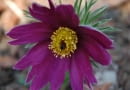 Sasanka zwyczajna (Pulsatilla vulgaris)