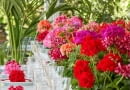 Dekoracja stołu pelargoniami