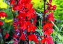 Lobelia cardinalis Bees Flame