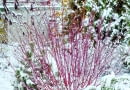 Uroda czerwonych gałązek derenia białego (Cornus alba) 'Sibirica' w krajobrazie zimowego ogrodu nie ma sobie równych.
