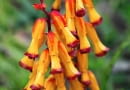 Cape cowslip (Lachenalia alloides, syn. A. tricolor) 'Pearsonii', March