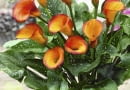 Zantedeschia Fire Dancer SLOWA KLUCZOWE: Calla Calla Lilie Calla-Lilie Feuer Kalla Knollenpflanze Patio Rhizomatous Topf T nzerin Zantedeschia Zantedeschie Zantedeschien Zwiebelgew chs eingetopft gelb knollig orange vertikal Hochformat
