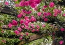 SLOWA KLUCZOWE: ROSA CHAPLINS PINK CLIMBER kew garden london