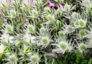 SLOWA KLUCZOWE: QUESTAR_SILVER alpejski alpinum eryngium mikolajek