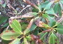 Chory rododendron. Choroby roślin