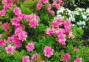 AZALIA ( RHODODENDRON ) ' ROSINETTA ' - KOLOR KWIATOW ROZOWY I BIALY ' PANDA ' - KRZEW , KWIATY FOT. EWA NARKIEWICZ PUBLIKACJA KWIETNIK NR 6 (186) - 6 2010
