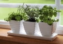 Na parapecie okiennym możemy założyć ogródek ziołowy. Gdy się ociepli, wyniesiemy go na balkon. Ścinanie wierzchołków sprawi, że mocniej się rozkrzewia