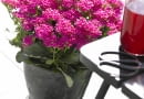 Kalanchoe