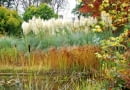 Trawy ozdobne. Wspaniałe puszyste wiechy trawy pampasowej sprawiają, że jest ona prawdziwą gwiazdą jesiennych ogrodów