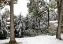 Połamane gałęzie to wynik obfitych opadów mokrego ciężkiego śniegu i silnego wiatru.