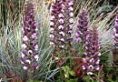 Acanthus hungaricus 'Alex' and Agastache 'Purple Haze' Kwekerij Jacobs - Jacobs Garden and Nursery, Netherlands SLOWA KLUCZOWE: Close Up Garten Holland Juli krautig krautige Nahaufnahme Niederlande Perennial Staude