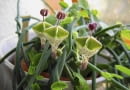 Ceropegia