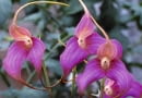 MASDEVALLIA COCCINEA SLOWA KLUCZOWE: Orchidee Pflanze pink rosafarben