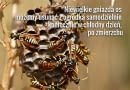 Osy, pszczoły i trzmiele atakują tylko rozdrażnione i w obronie gniazda