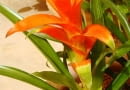 guzmania