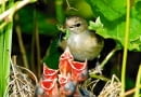 birds