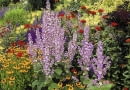 Mixed border with clary sage (Salvia sclarea var. turkestanica), sneezeweed (Helenium), and Jerusalem Cross (Lychnis chalcedonica), June