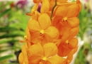 Wanda 'Natcha Peach' - odmiana z grupy Natcha.