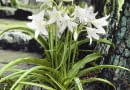 01A94PU7 - Crinum powellii Album