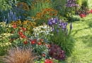 |Buntes Staudenbeet : Echinacea purpurea Sunset Avalanche (Sonnenhut), Carex buchananii (Fuchsrote Segge), Tropaeolum (Kapuzinerkresse), Dahlia Feuerrad (Mignon - Dahlie), Helenium (Sonnenbraut), Liatris (Prachtscharte), Miscanthus gracillimus (Zwerg - Chinaschilf), Agastache (Duftnessel), Helianthus Meteor (Stauden - Sonnenblume), Heuchera Marmelade (Purpurglckchen)