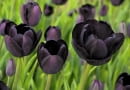 Tulipan 'Black Diamond' warto posadzić go na jasnych rabatach.